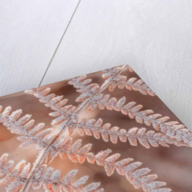 Frost on plant by Assaf Frank